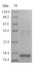 Recombinant Mouse Hemoglobin subunit alpha (Hba) – Figure 1 of 1