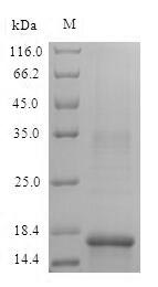 Recombinant Mouse Hemoglobin subunit alpha (Hba) – Figure 1 of 1