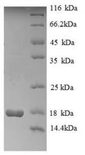 Recombinant Human Histone H2A type 1 (HIST1H2AG) – Figure 1 of 1