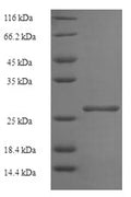 Recombinant Human Histone H2B type 1-B (H2BC3) – Figure 1 of 1
