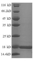 Recombinant Mouse Histone H2B type 1-M (Hist1h2bm) – Figure 1 of 1