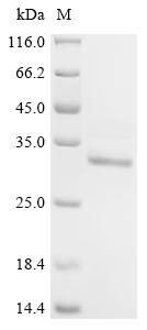 (Tris-Glycine gel) Discontinuous SDS-PAGE (reduced) with 5% enrichment gel and 15% separation gel.