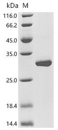 (Tris-Glycine gel) Discontinuous SDS-PAGE (reduced) with 5% enrichment gel and 15% separation gel.