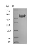Recombinant Rat Hemopexin (Hpx) – Figure 1 of 1