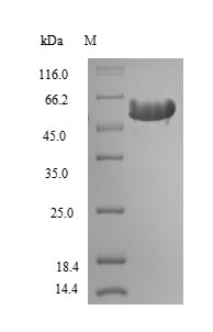 Recombinant Rat Hemopexin (Hpx) – Figure 1 of 1