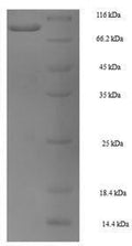Recombinant Mouse Heat shock 70KDA protein 1B (Hspa1b) – Figure 1 of 1