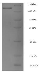 Recombinant Mouse Heat shock 70KDA protein 1B (Hspa1b) – Figure 1 of 1