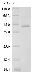 Recombinant Drosophila melanogaster 5-hydroxytryptamine receptor 2B (5-HT1B), partial – Figure 1 of 1