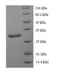 Recombinant Human DNA-binding protein inhibitor ID-1 (ID1) – Figure 1 of 1