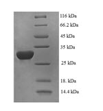 Recombinant Human DNA-binding protein inhibitor ID-2 (ID2) – Figure 1 of 1