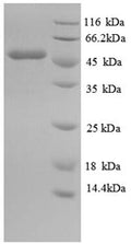 Recombinant Mouse Isocitrate dehydrogenase [NADP] Cytoplasmic domain (Idh1), partial – Figure 1 of 1