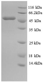 Recombinant Mouse Isocitrate dehydrogenase [NADP] Cytoplasmic domain (Idh1), partial – Figure 1 of 1