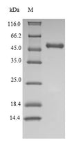 Recombinant Human Indoleamine 2,3-dioxygenase 1 (IDO1) – Figure 1 of 1