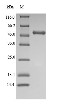 Recombinant Human Indoleamine 2,3-dioxygenase 1 (IDO1) – Figure 1 of 1
