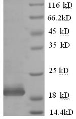 Recombinant Human Interferon alpha-10 (IFNA10) – Figure 1 of 1