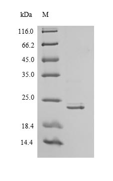 Recombinant Human Interferon alpha-21 (IFNA21) – Figure 1 of 1