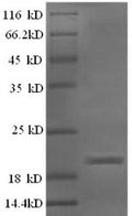 Recombinant Sheep Interferon gamma (IFNG) – Figure 1 of 1