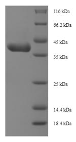Recombinant Mouse Insulin-like growth factor-binding protein 1 (Igfbp1) – Figure 1 of 1
