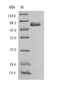 Recombinant Sheep Interleukin-12 subunit beta (IL12B) – Figure 1 of 1