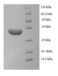 Recombinant Macaca mulatta (Rhesus macaque) Interleukin-1 alpha(IL1A) – Figure 1 of 1