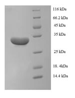 Recombinant Macaca mulatta (Rhesus macaque) Interleukin-1 alpha(IL1A) – Figure 1 of 1