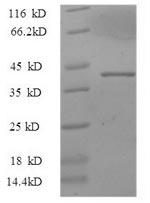 Recombinant Pig Interleukin-33 (IL33), partial – Figure 1 of 1