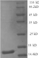 Recombinant Dog Interleukin-4 (IL4) – Figure 1 of 1