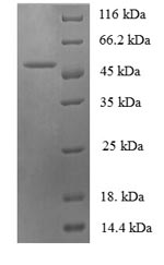 Recombinant Sheep Interleukin-6 (IL6) – Figure 1 of 1