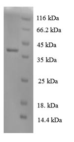 Recombinant Dog Interleukin-8 (CXCL8) – Figure 1 of 1