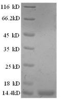 Recombinant Sheep Interleukin-8 (IL8) – Figure 1 of 1