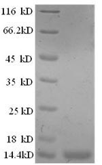Recombinant Sheep Interleukin-8 (IL8) – Figure 1 of 1