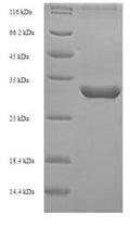 Recombinant Bovine Inhibin alpha chain (INHA) – Figure 1 of 1