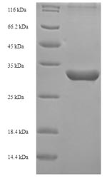 Recombinant Bovine Inhibin alpha chain (INHA) – Figure 1 of 1