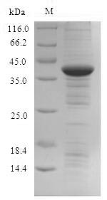 Recombinant Human Indolethylamine N-methyltransferase (INMT) – Figure 1 of 1