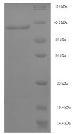 Recombinant Mouse Interferon regulatory factor 8 (Irf8) – Figure 1 of 1