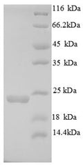 Recombinant Mouse Integrin alpha-L (Itgal), partial – Figure 1 of 1
