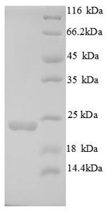 Recombinant Mouse Integrin alpha-L (Itgal), partial – Figure 1 of 1
