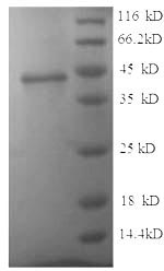 Recombinant Human Junctional adhesion molecule B (JAM2), partial – Figure 1 of 1