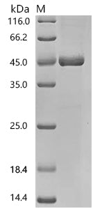 Recombinant Human Transcription factor Jun (JUN) – Figure 1 of 1