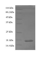Recombinant Rat Potassium voltage-gated channel subfamily E member 2 (Kcne2) – Figure 1 of 1