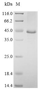 (Tris-Glycine gel) Discontinuous SDS-PAGE (reduced) with 5% enrichment gel and 15% separation gel.