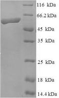 Recombinant Mouse Kinesin-like protein KIF1A (Kif1a), partial – Figure 1 of 1