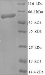 Recombinant Mouse Kinesin-like protein KIF1A (Kif1a), partial – Figure 1 of 1