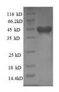Recombinant Rat Kinesin-like protein KIF1C (Kif1c) – Figure 1 of 1