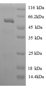 Recombinant Human Kallikrein-7 (KLK7), partial – Figure 1 of 1