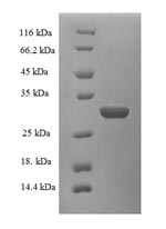 Recombinant Rat Plasma kallikrein (Klkb1), partial – Figure 1 of 1
