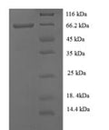 Recombinant Human Keratin, type I cuticular Ha8 (KRT38) – Figure 1 of 1