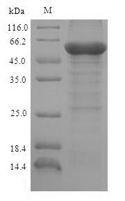 Recombinant Bovine L-2-hydroxyglutarate dehydrogenase, mitochondrial (L2HGDH) – Figure 1 of 1