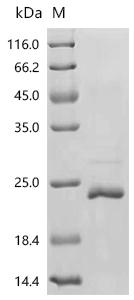 Recombinant Bovine Alpha-lactalbumin (LALBA) – Figure 1 of 1