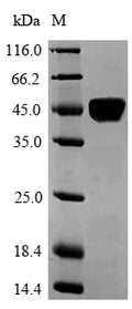 Recombinant Human Laminin subunit alpha-5 (LAMA5), partial – Figure 1 of 1